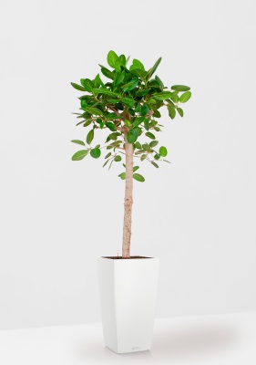 Фикус Бенгальский Одри на штамбе 24/110 см в CUBICO COLOR 30 Фикус Бенгальский Одри на штамбе 24/110 см в CUBICO COLOR 30