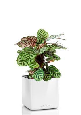 Калатея Макояна 14/45 см в CUBE GLOSSY 16, белый блестящий Калатея Макояна 14/45 см в CUBE GLOSSY 16, белый блестящий