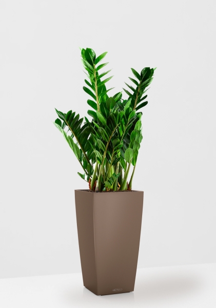 Замиокулькас 21/80 см в CUBICO COLOR 30