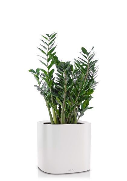 Замиокулькас 24/100 в PILA 35 Замиокулькас 24/100 в PILA 35