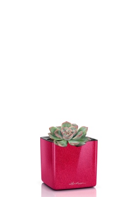 Суккулент микс 5 см в CUBE GLOSSY KISS 14 Суккулент микс 5 см в CUBE GLOSSY KISS 14