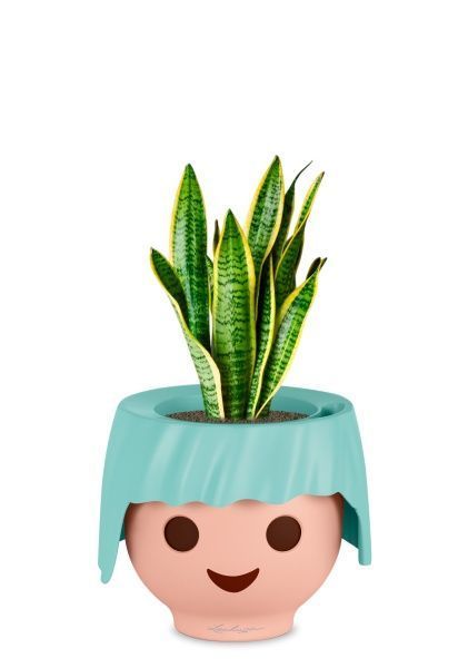 Сансевиерия Лауренти 12/40 см в OJO