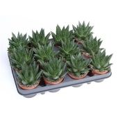 Гастералоэ Флоу d8.5 см h12.5 см