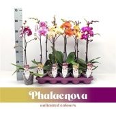Фаленопсис 1 ствол Mix 6+ (phalaenova) d12 см h60 см Фаленопсис 1 ствол Mix 6+ (phalaenova) d12 см h60 см