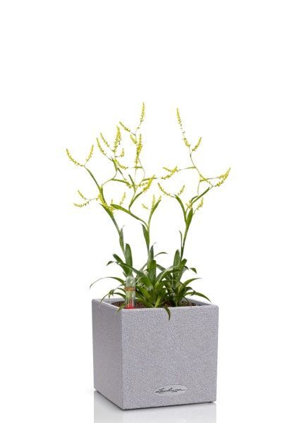 Катопсис 12/40 см в CANTO STONE 14 Катопсис 12/40 см в CANTO STONE 14