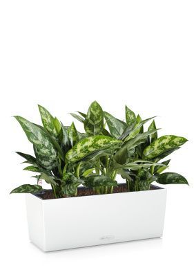 Аглаонема Мария BALCONERA COLOR 50/40 см Белый