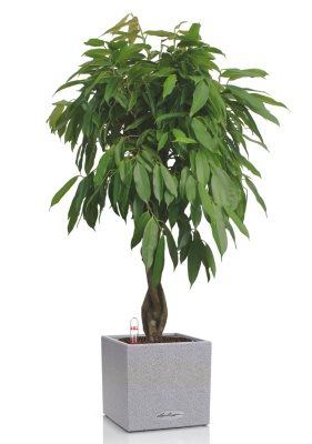 Фикус Амстел Кинг переплетенный 30/150 см в CANTO STONE LOW 40