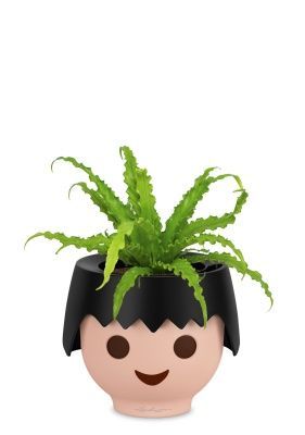 Асплениум Антикум Осака в OJO, черный