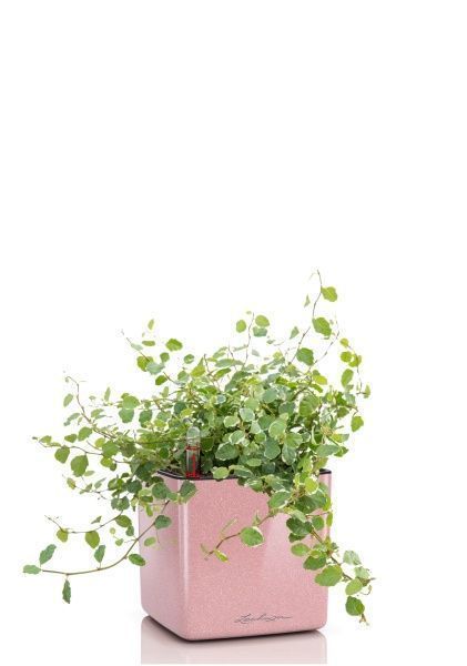 Фикус Пумила в CUBE GLOSSY KISS 14