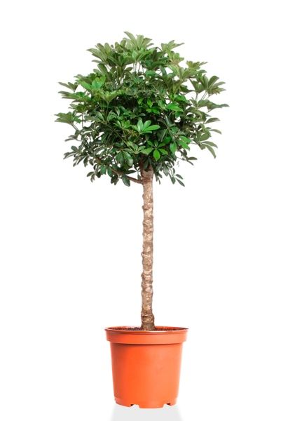 Шеффлера Компакта на стволе 34/170 см