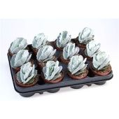 Котиледон суккулент d8.5 см h10 см Котиледон суккулент d8.5 см h10 см