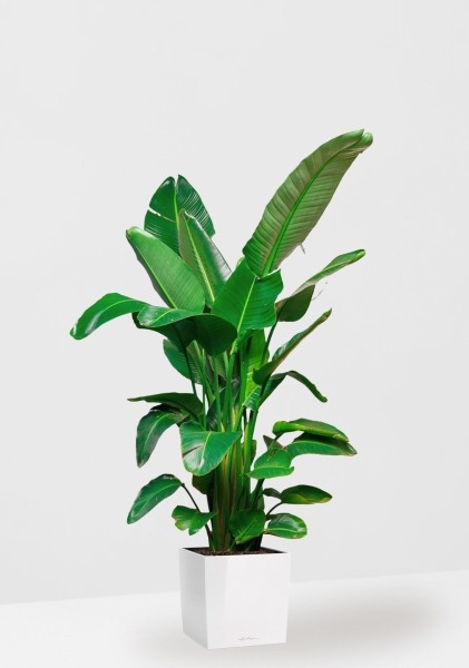 Стрелиция Николай 30/180 см в CUBE 40 Стрелиция Николай 30/180 см в CUBE 40