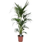 Ховея Форстериана d24 см h160 см тип 1