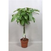 Пахира Акватика d24 см h140 см