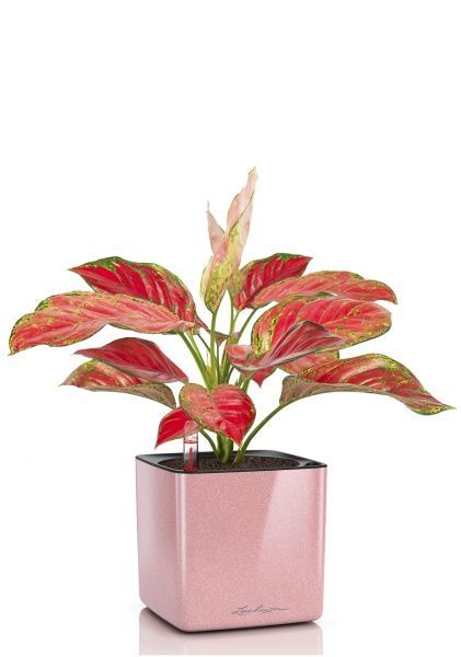 Аглаонема Корал Ред в CUBE GLOSSY KISS 14 Аглаонема Корал Ред в CUBE GLOSSY KISS 14