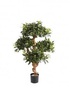 Питтоспорум горный