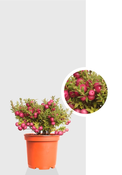 Гаультерия 14/30 см