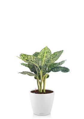 Диффенбахия Рефлектор 14/50 см в CLASSICO COLOR 18, белый Диффенбахия Рефлектор 14/50 см в CLASSICO COLOR 18, белый