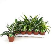 Драцена Драгон микс d12 см h22.5 см тип 2