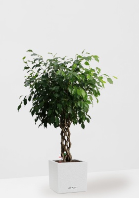 Фикус Бенджамина Экзотика цилиндр 27/120 см в CANTO STONE LOW 30