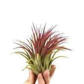 Тилландсия Ionantha Rood Xl d8 см h8 см Тилландсия Ionantha Rood Xl d8 см h8 см