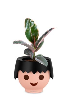 Фикус Эластика Белиз 12/45 см в OJO, черный Фикус Эластика Белиз 12/45 см в OJO, черный