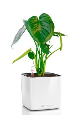 Монстера Делициоза 12/40 см в CUBE GLOSSY 14, белый блестящий