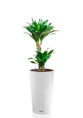 Драцена Компакта 2 ствола 17/60 см в CILINDRO 23, белый