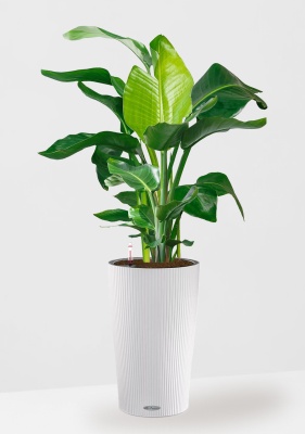 Стрелиция Николай 27/140 см в CILINDRO 32 Стрелиция Николай 27/140 см в CILINDRO 32