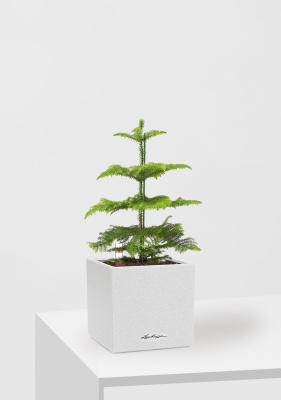 Араукария 1 ствол 10/30 см в CANTO STONE 14