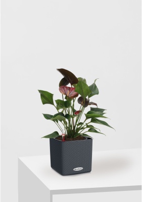 Антуриум Андре шоколадный 12/40 см в CUBE Color 16 Антуриум Андре шоколадный 12/40 см в CUBE Color 16