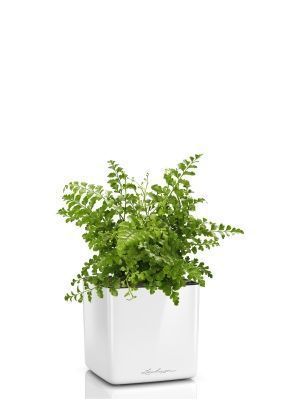 Папоротник Парвати в CUBE GLOSSY 14, белый блестящий Папоротник Парвати в CUBE GLOSSY 14, белый блестящий