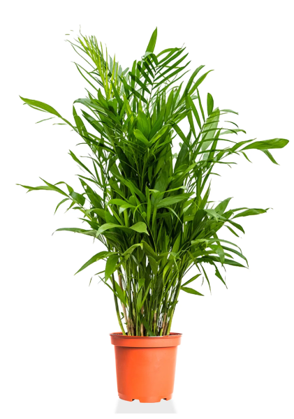 Хамедорея Зейфрица 30/220 см