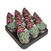 Эхеверия Chrissy N ryan Potcover d6.5 см h8 см