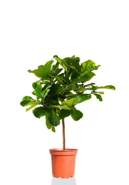 Фикус Лирата на стволе 24/120 см