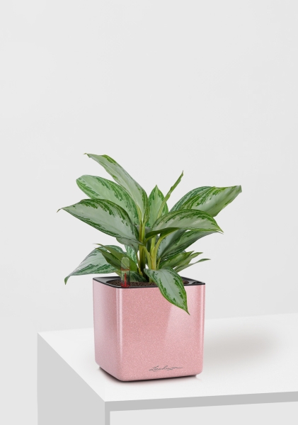 Аглаонема Сильвер Бей 12/35 см в CUBE GLOSSY KISS 14