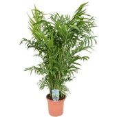 Хамедорея Элеганс d20 см h95 см Хамедорея Элеганс d20 см h95 см