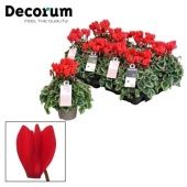 Цикламен Пикассо красный d11 см h22.5 см тип 2