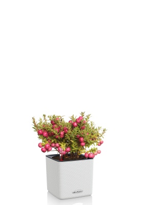 Гаультерия 14/30 см в CUBE Color 16