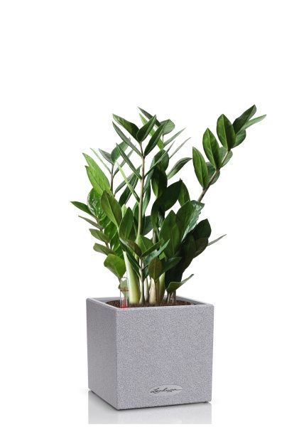 Замиокулькас 12/45 см в CANTO STONE 14 Замиокулькас 12/45 см в CANTO STONE 14