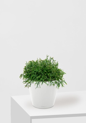 Рипсалис подвесной 17/30 см в CLASSICO LS 21 Рипсалис подвесной 17/30 см в CLASSICO LS 21