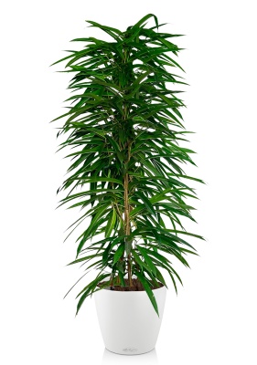 Фикус Али пирамида 46/260 см в CLASSICO COLOR 60 Фикус Али пирамида 46/260 см в CLASSICO COLOR 60