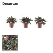 Пеперомия Rosso (decorum) d7 см h10 см