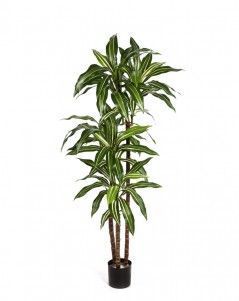 Драцена Джанет Крейг бело-зелёная