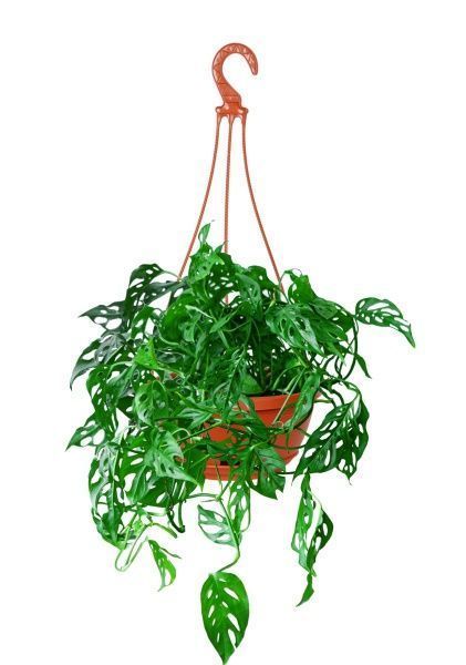 Монстера Манки Лиф подвесная 17/40 см