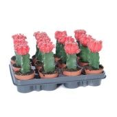 Гимнокалициум красный d8.5 см h22.5 см