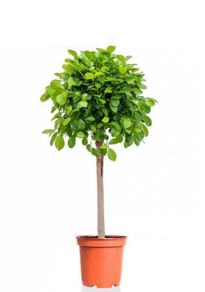 Фикус Моклейм d27 см h140 см