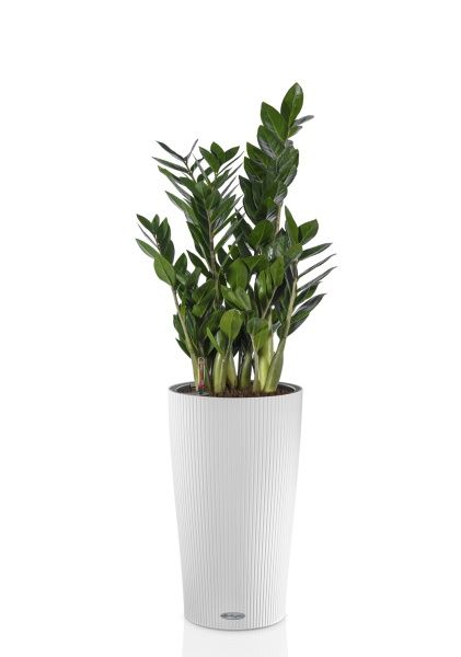 Замиокулькас 17/60 в CILINDRO 23