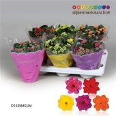 Каланхоэ Calandiva Moments микс d15 см h26 см тип 1 Каланхоэ Calandiva Moments микс d15 см h26 см тип 1