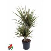 Драцена Маргината Биколор 2 ствола d19 см h70 см